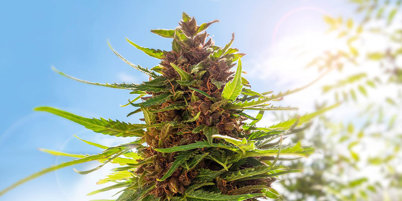 Mikä on paras vuorokaudenaika kannabiksen sadonkorjuuseen? Mikä on paras vuorokaudenaika kannabiksen sadonkorjuuseen?