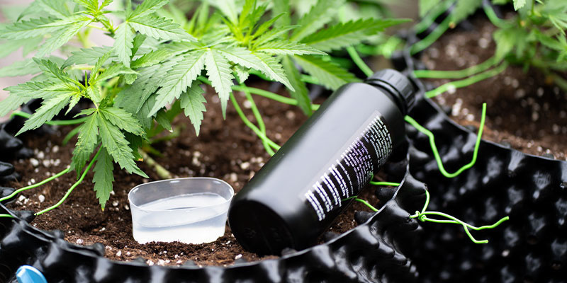 Kuinka korjata fosforin puute kannabiksessa Kuinka korjata fosforin puute kannabiksessa