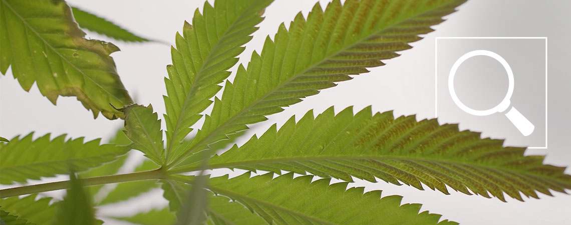 Fosforin puutos kannabiskasveissa: oireet ja korjaukset Fosforin puutos kannabiskasveissa: oireet ja korjaukset