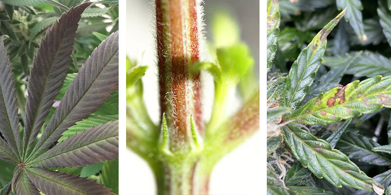 Kannabiksen fosforinpuutoksen merkit Kannabiksen fosforinpuutoksen merkit