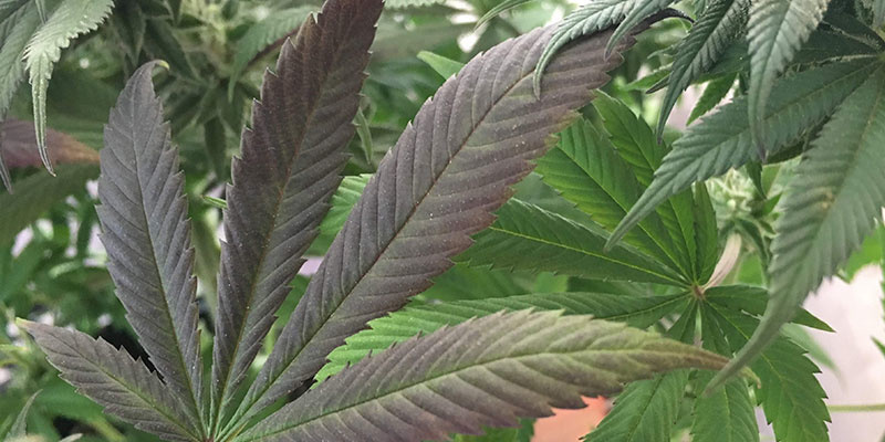 Kannabiksen fosforinpuutoksen merkit Kannabiksen fosforinpuutoksen merkit