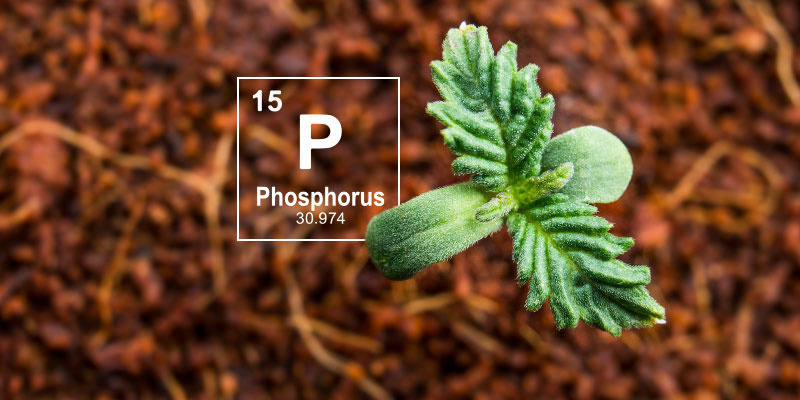 Why phosphorus matters in cannabis cultivation Why phosphorus matters in cannabis cultivation