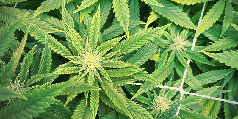 Milt&auml; sinkinpuutos n&auml;ytt&auml;&auml; kannabiskasvissa