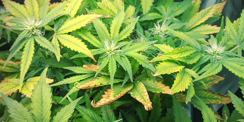 Milt&auml; sinkinpuutos n&auml;ytt&auml;&auml; kannabiskasvissa