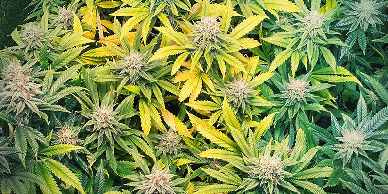 Milt&auml; sinkinpuutos n&auml;ytt&auml;&auml; kannabiskasvissa