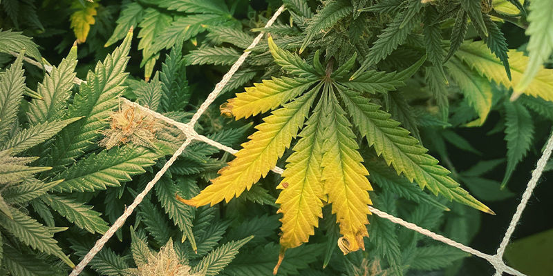 Miltä sinkinpuutos näyttää kannabiskasvissa