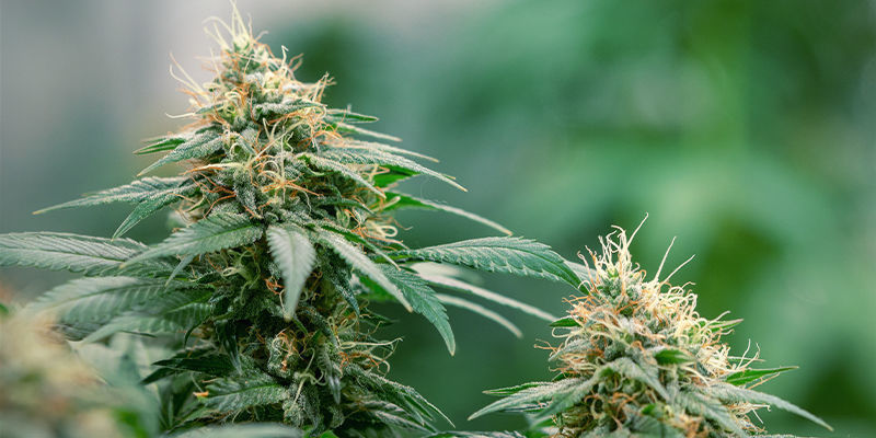 Sinkinpuute kannabiksessa: helppo korjata Sinkinpuute kannabiksessa: helppo korjata