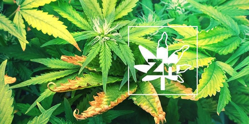 Sinkin puutos kannabiskasveissa Sinkin puutos kannabiskasveissa