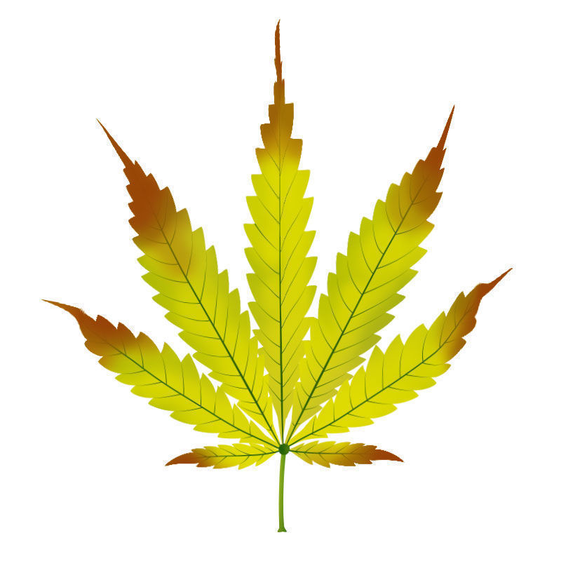 Sinkin puutos kannabiskasveissa: sinkin puutoksen myöhäisvaihe