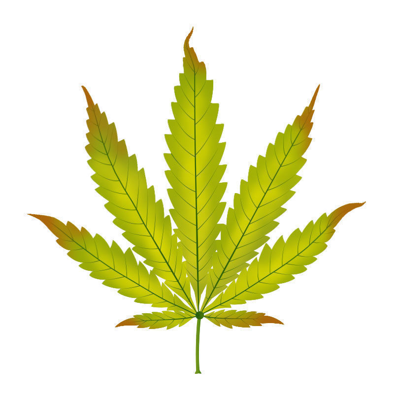 Sinkin puutos kannabiskasveissa: sinkin puutoksen eteneminen