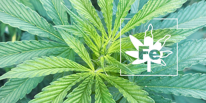 Raudanpuutos kannabiskasveissa Raudanpuutos kannabiskasveissa