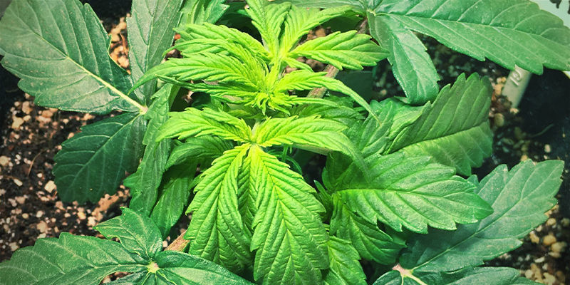 Milt&auml; raudanpuutos n&auml;ytt&auml;&auml; kannabiskasveissa
