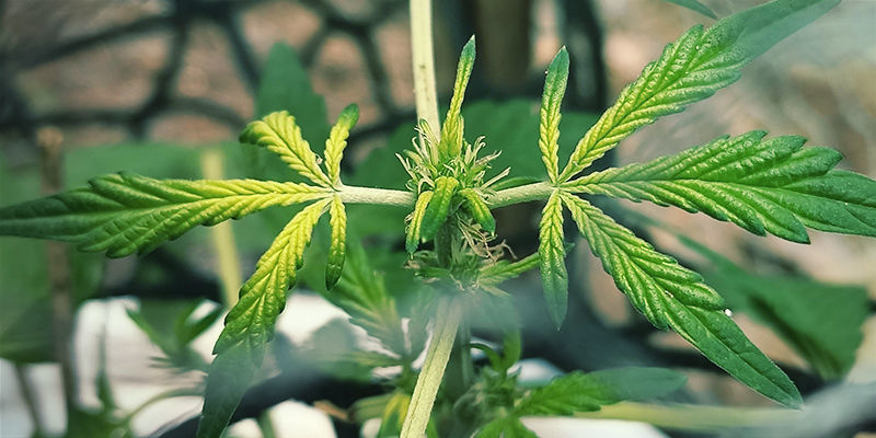 Milt&auml; raudanpuutos n&auml;ytt&auml;&auml; kannabiskasveissa