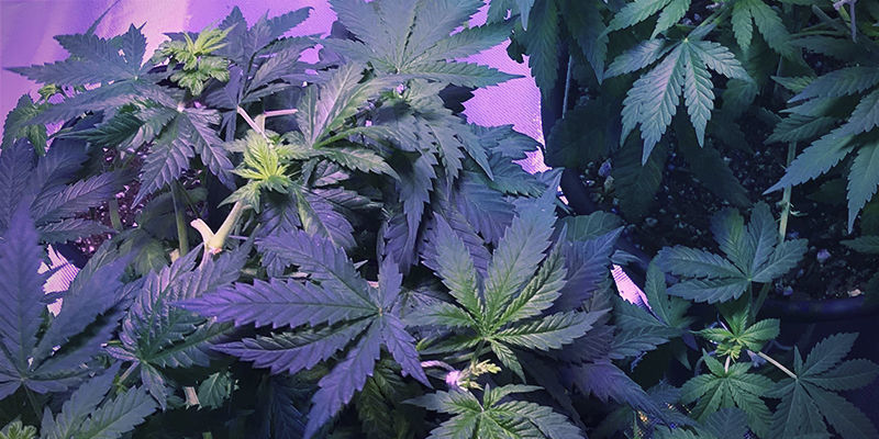 Milt&auml; raudanpuutos n&auml;ytt&auml;&auml; kannabiskasveissa