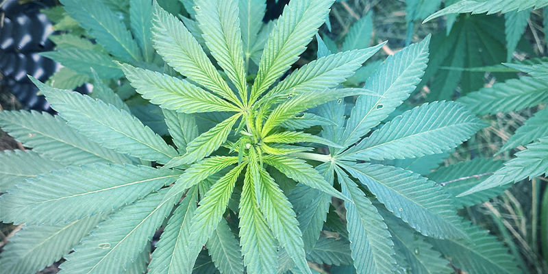 Miltä raudanpuutos näyttää kannabiskasveissa