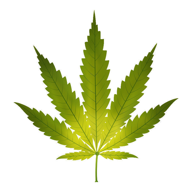Kannabiskasvien raudanpuute: raudanpuutteen alku