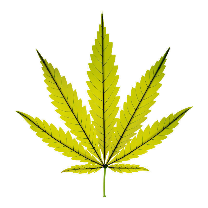 Kannabiskasvien raudanpuute: raudanpuutteen myöhäisvaihe