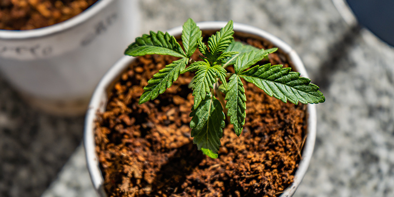 Parhaat ravinteet ja lannoitusaikataulu kannabikselle kookoskuidussa Best nutrients and feeding schedule for cannabis in coco