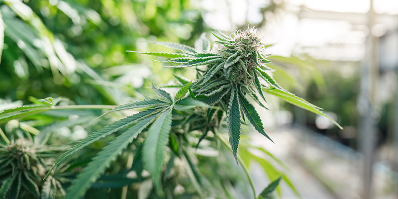 Coco coir: A great substrate for growing weed Coco coir: A great substrate for growing weed