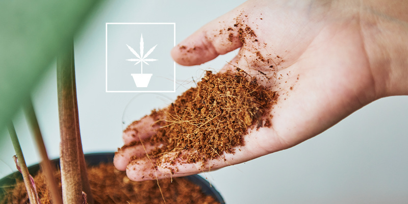 Kaikki, mitä sinun pitää tietää kannabiksen kasvattamisesta kookoskuidussa Kaikki, mitä sinun pitää tietää kannabiksen kasvattamisesta kookoskuidussa