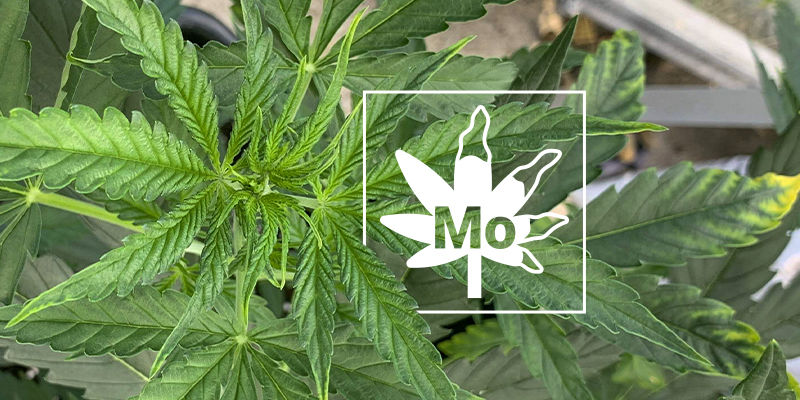 Molibdeenin puutos kannabiskasveissa Molibdeenin puutos kannabiskasveissa