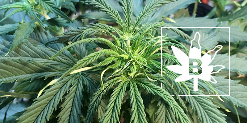 Boorin puutos kannabiskasveissa Boron Deficiency In Cannabis Plants