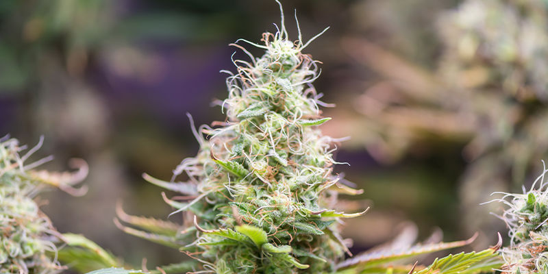 Boorin puutos kannabiksessa — ennaltaehkäisy on paras hoito Boron deficiency in cannabis — Defence is your best offence