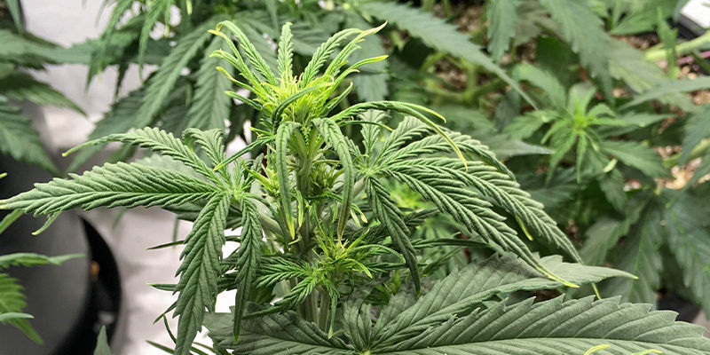 Mistä boorin puute johtuu? What causes boron deficiency?