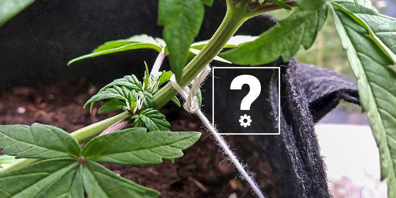 Voiko Autoflower-kasveja kouluttaa?