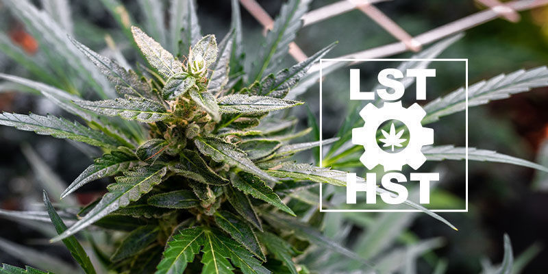 Kuinka kouluttaa autoflower-kannabista