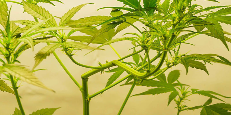 Kuinka kouluttaa autoflower-kasveja: 2 menetelm&auml;&auml;