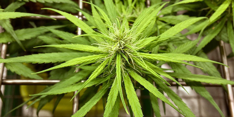 Muita hy&ouml;dyllisi&auml; koulutustekniikoita autoflower-lajikkeille