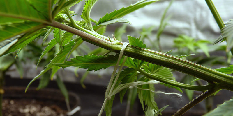 Mit&auml; kannabiksen koulutus tarkoittaa?