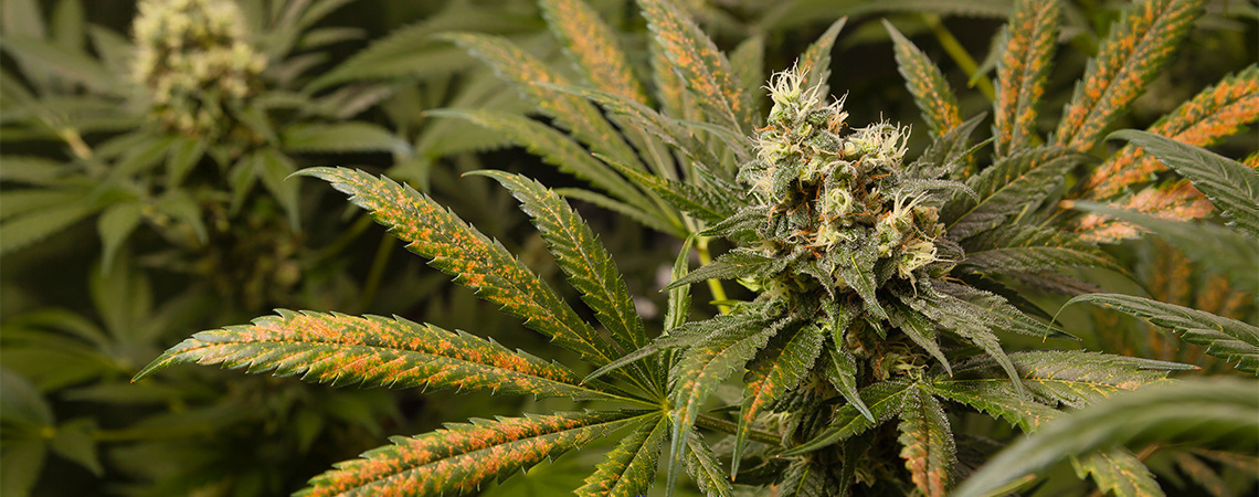 Kalsiumin puute kannabiskasveissa Kalsiumin puute kannabiskasveissa