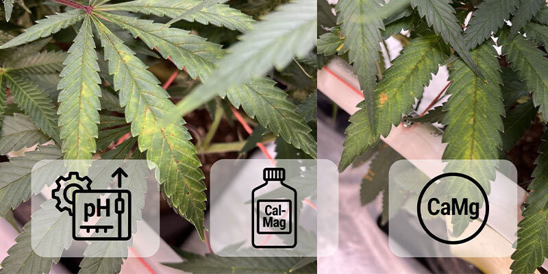 Kannabiksen kalsiuminpuutoksen korjaaminen Kannabiksen kalsiuminpuutoksen korjaaminen