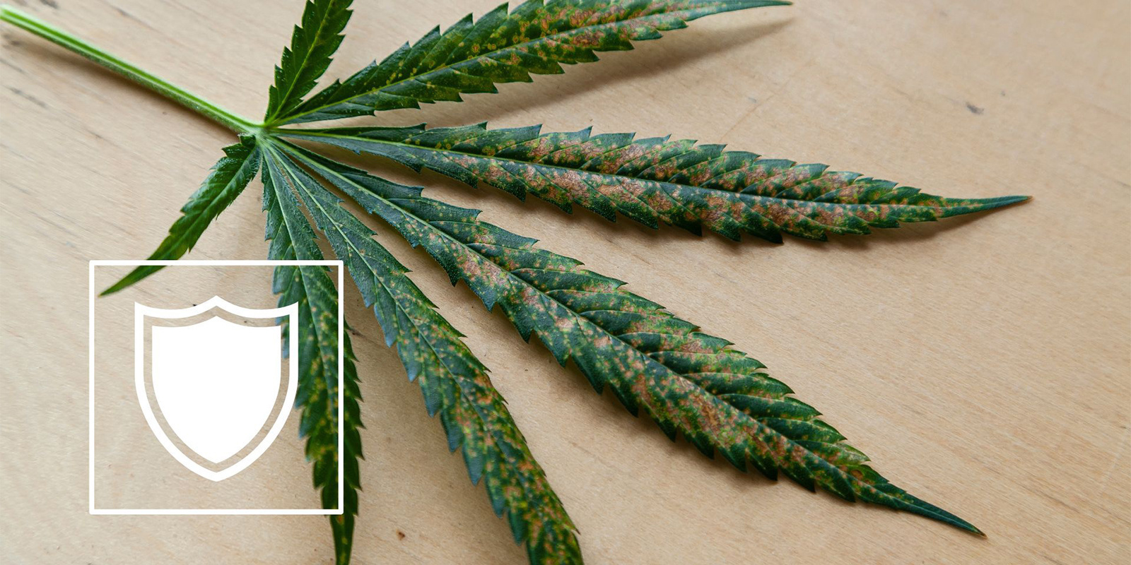 Kuinka ehkäistä kannabiksen kalsiumin puutos Kuinka ehkäistä kannabiksen kalsiumin puutos