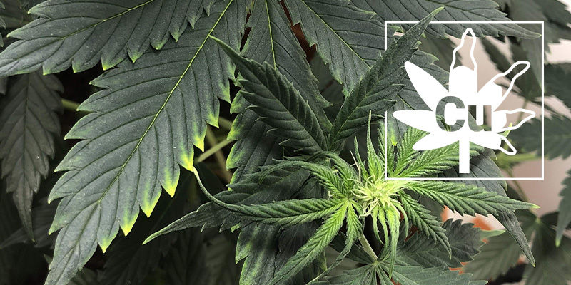Kuparinpuute kannabiskasveissa Kuparinpuute kannabiskasveissa
