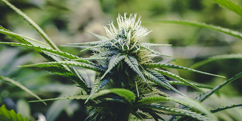 Onko kannabiksen kuparinpuute todella niin paha? Onko kannabiksen kuparinpuute todella niin paha?