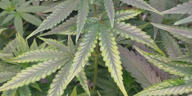 Milt&auml; kuparinpuutos n&auml;ytt&auml;&auml; kannabiksessa