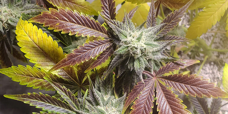 Milt&auml; kuparinpuutos n&auml;ytt&auml;&auml; kannabiksessa