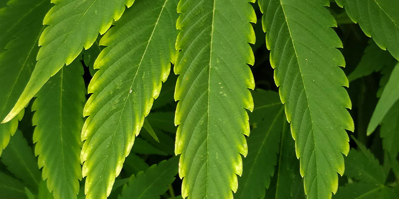 Milt&auml; kuparinpuutos n&auml;ytt&auml;&auml; kannabiksessa