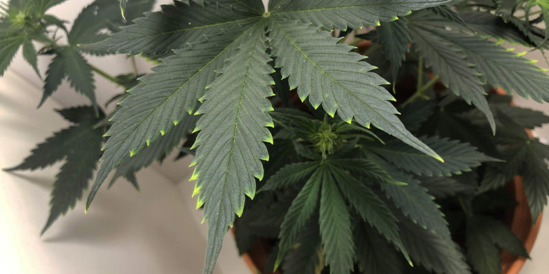 Miltä kuparinpuutos näyttää kannabiksessa