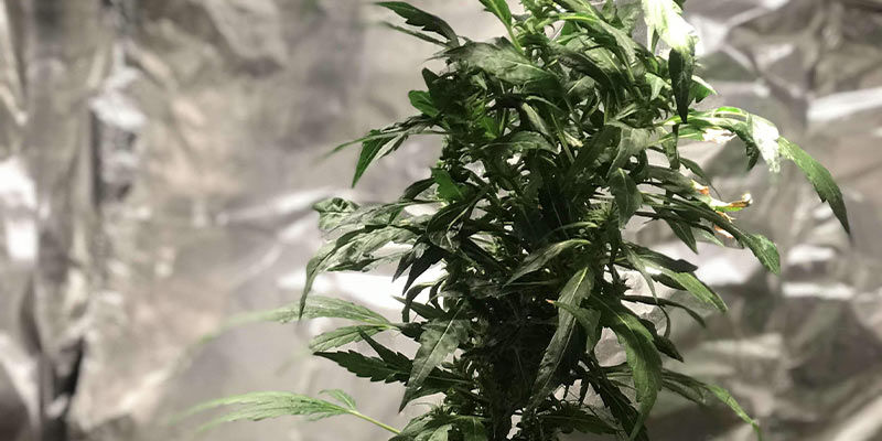 Laajapunkit kannabiskasveissa