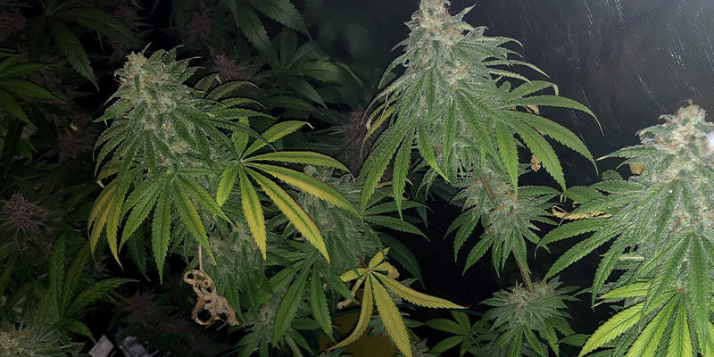 Voivatko kannabiskasvit toipua laakapunkkien aiheuttamasta tuholaisongelmasta?