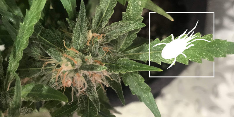 Laajapunkit kannabiksessa: hoito ja ennaltaehk&auml;isy