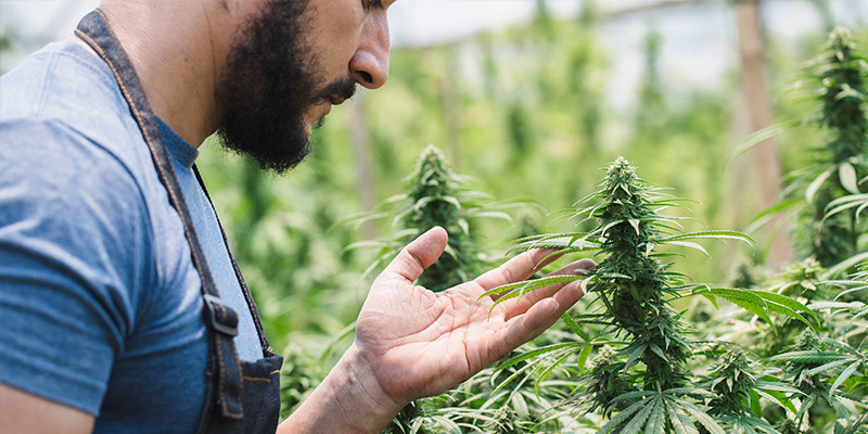 Croptoberin merkitys kannabiksen kasvattajille Croptoberin merkitys kannabiksen kasvattajille