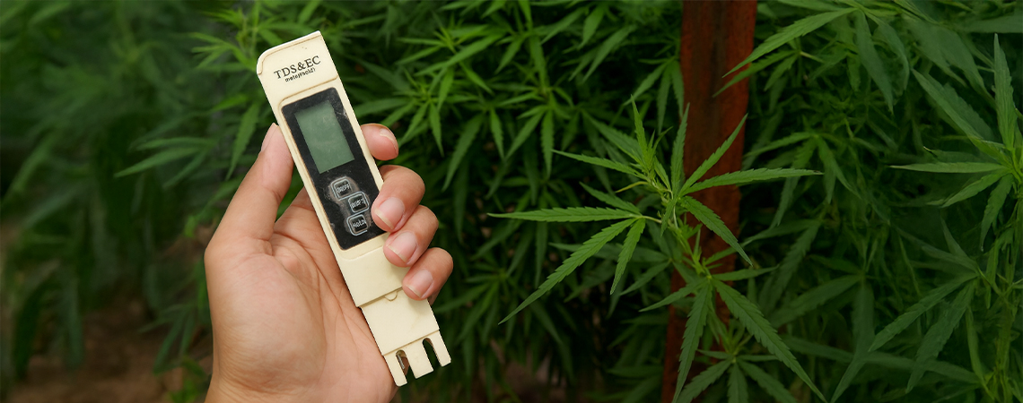 Paras EC kannabikselle Paras EC kannabikselle