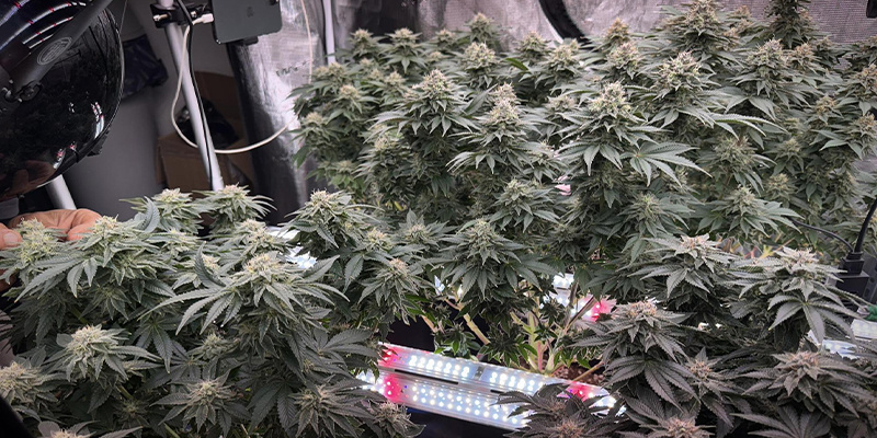 Kuinka toteuttaa latvuston sisäinen valaistus kannabiksen kasvatushuoneessa Kuinka toteuttaa latvuston sisäinen valaistus kannabiksen kasvatushuoneessa