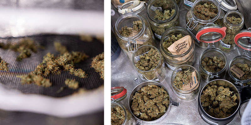 Mitä tapahtuu kannabiksen trimmauksen jälkeen? Mitä tapahtuu kannabiksen trimmauksen jälkeen?