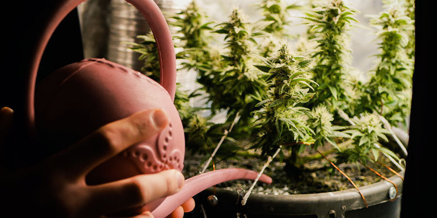 Kasvuvaihe ja kasvin koko How To Water Cannabis Plants: Growth stage and plant size